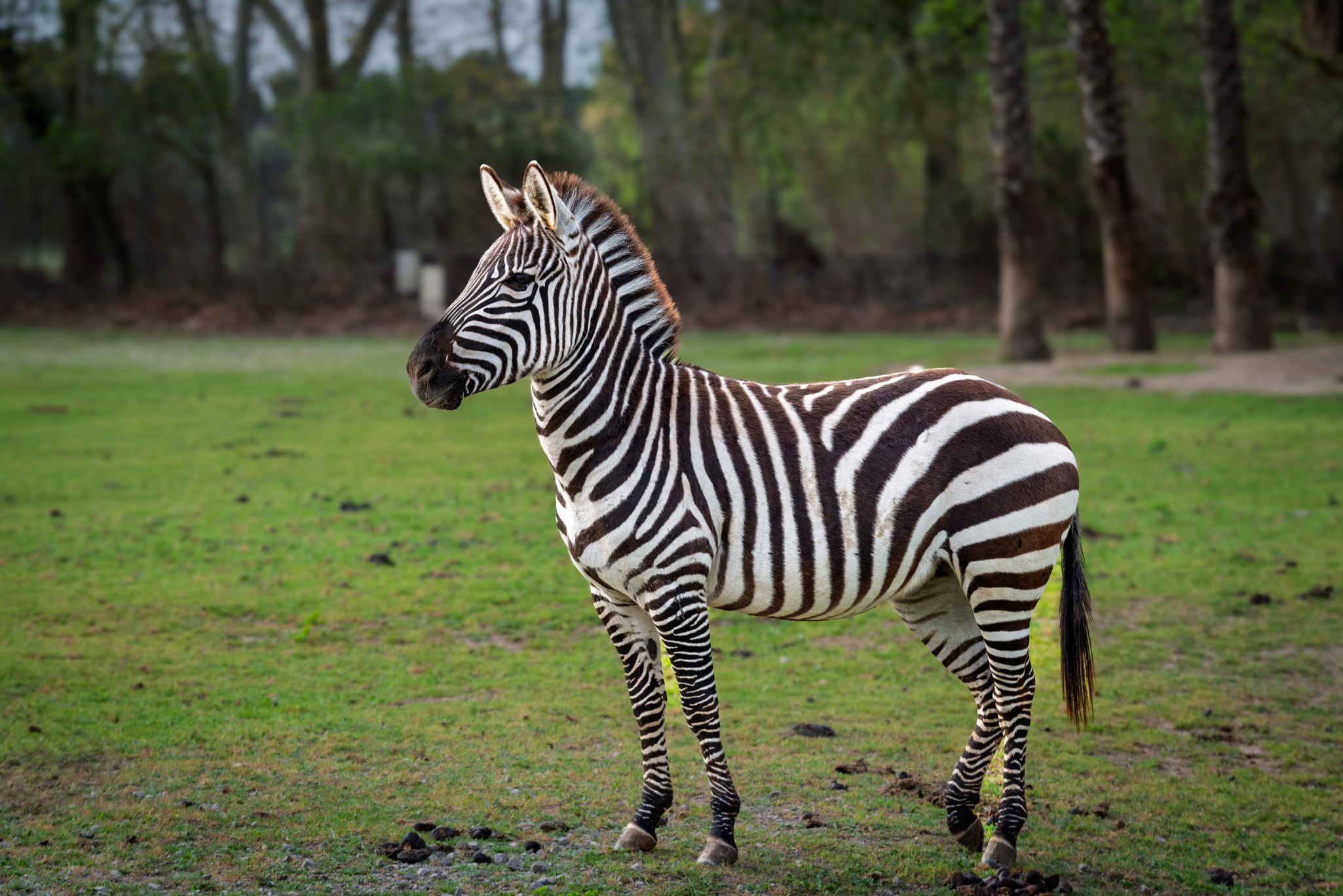 Cebra de llanura